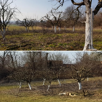 Uklanjanje opasnog stabla oraha uz vikendicu, orezivanje voćnjaka cijena, Hrvatska