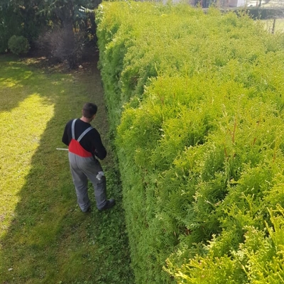 Šišanje žive ograde i fitosanitetska zaštita cijena, Hrvatska
