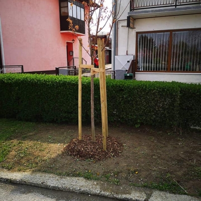 Sadnja stabala japanske trešnje cijena, Hrvatska