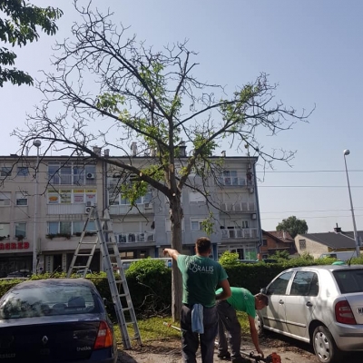 Orezivanje i uklanjanje opasnih stabala cijena, Hrvatska