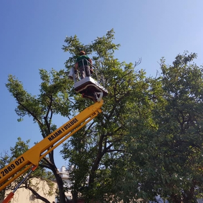 Uklanjanje i orezivanje velikih stabala cijena, Hrvatska