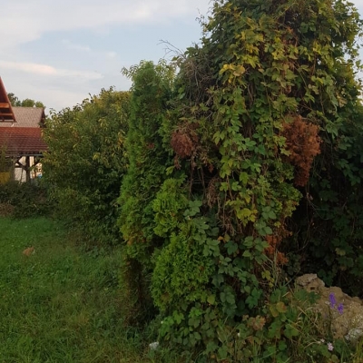 Uklanjanje stare žičane ograde i živice prije sadnje novih biljaka cijena, Hrvatska