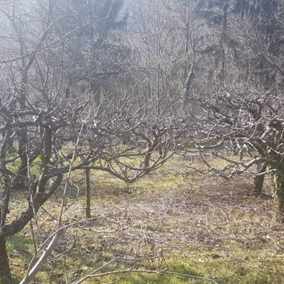 Čišćenje rubova parcele, rušenje suhih stabala cijena, Hrvatska