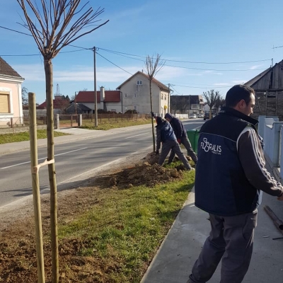 Orezivanje stabala ukrasnog bagrema u centru Dubrave cijena, Hrvatska