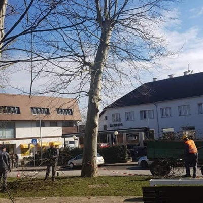 Orezivanje stabala platana u centru Dubrave cijena, Hrvatska