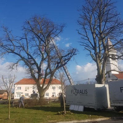 Orezivanje velikih stabala cijena, Hrvatska