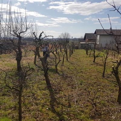 Orezivanje voćaka, idealno vrijeme za navedene radove cijena, Hrvatska