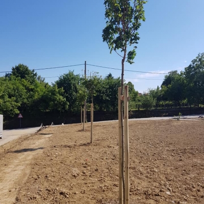 Sadnja stabala, grmova i uređenje novog vatrogasnog doma u Štefanju cijena, Hrvatska