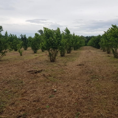 Revitalizacija i čišćenje nekoliko godina zapuštenog nasada lješnjaka i starih voćki cijena, Hrvatska