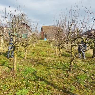 Orezivanje voćki i stabala, uređenje nasada cijena, Hrvatska