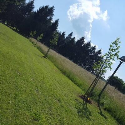 Sadnja novih stabala i postavljanje navodnjavanja u središnji park u Novoj Kapeli cijena, Hrvatska