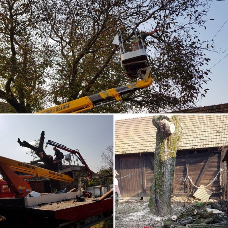 Specijalno rušenje i obaranje drveća i stabala