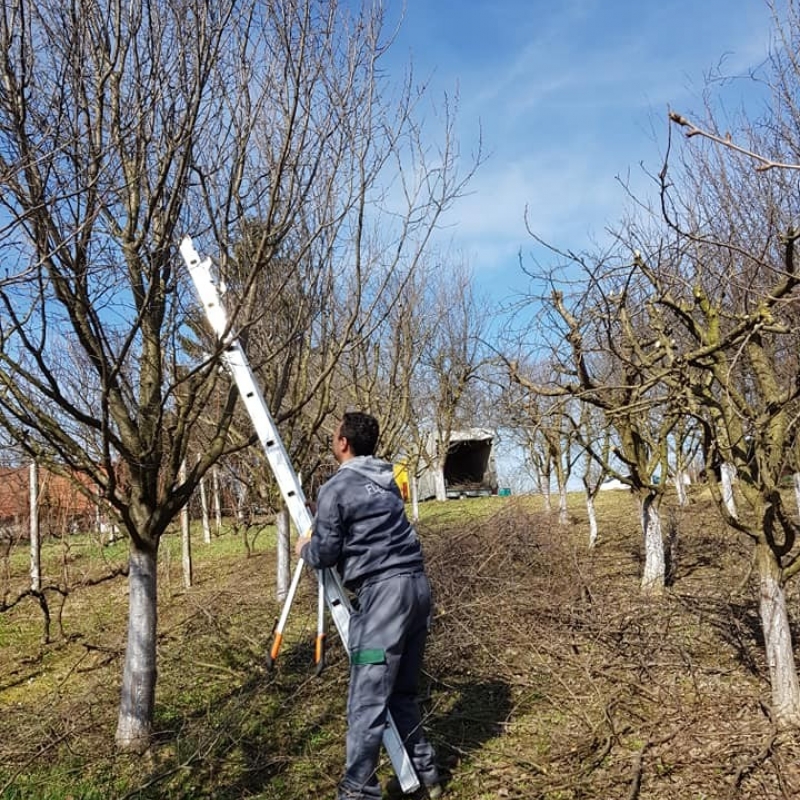 Orezivanje voćnjaka i odvoz granja