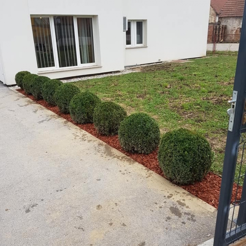 Sadnja ukrasnih šimšira
