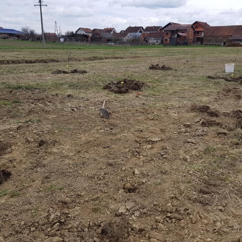 Podizanje novog voćnog nasada