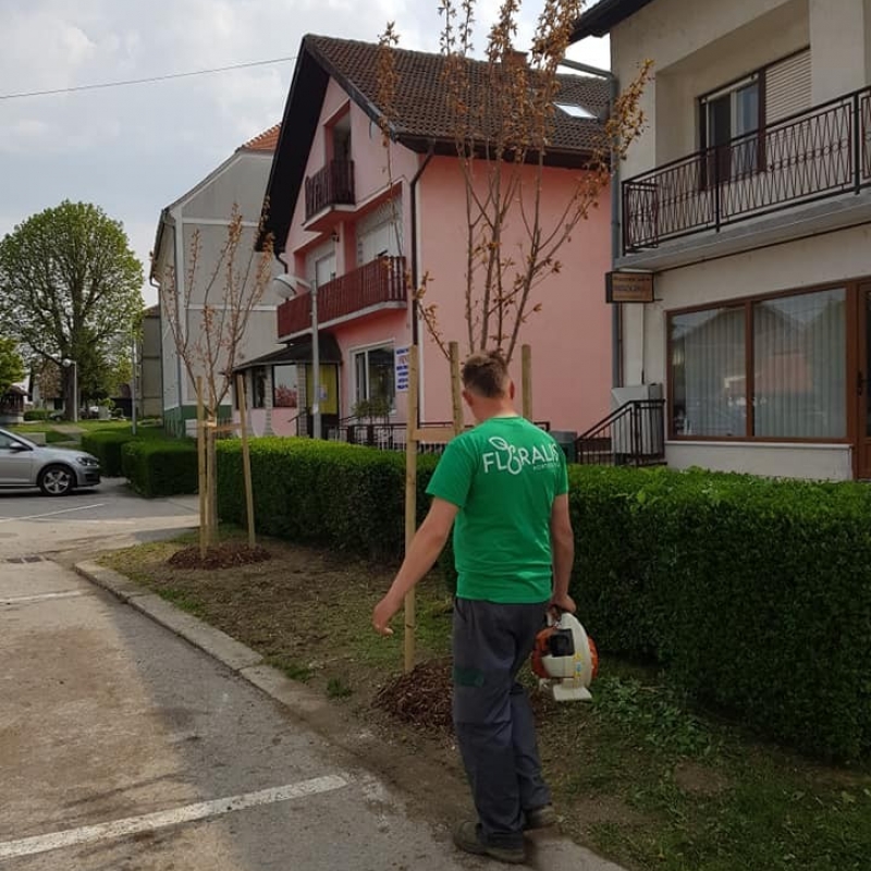 Sadnja stabala japanske trešnje
