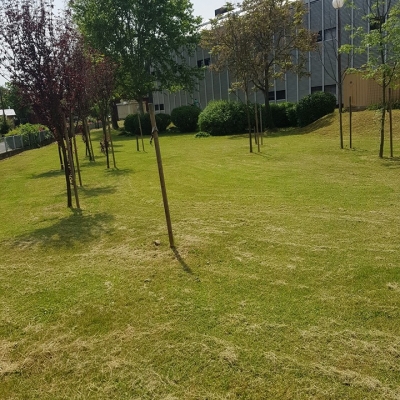 Šišanje 800 metara živice cijena, Hrvatska
