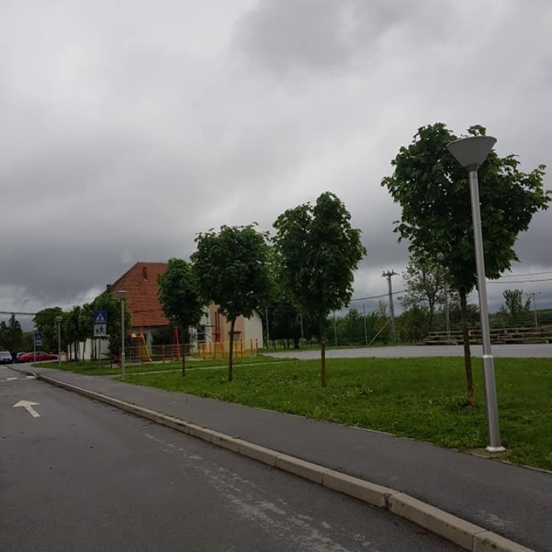 Friziranje stabala, mladi drvored javora