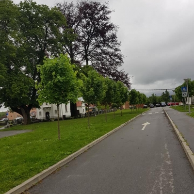 Friziranje stabala, mladi drvored javora cijena, Hrvatska