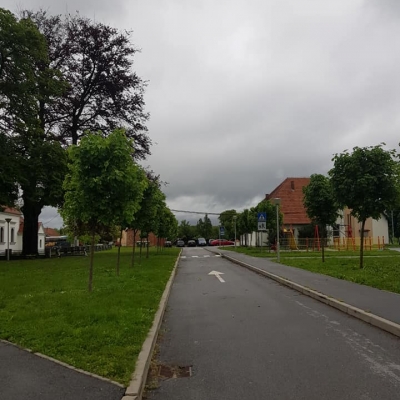 Friziranje stabala, mladi drvored javora cijena, Hrvatska