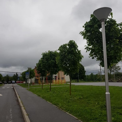 Friziranje stabala, mladi drvored javora cijena, Hrvatska