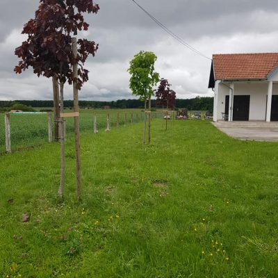 Friziranje stabala, mladi drvored javora cijena, Hrvatska