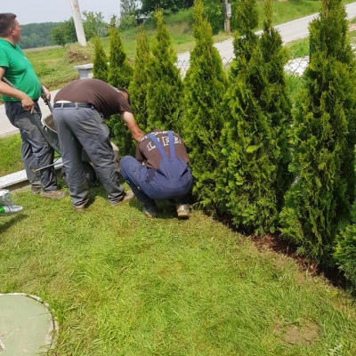 Instant živa ograda, prekrasne tuje smaragd cijena, Hrvatska