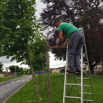 Sidrenje mladih drvorednih stabala cijena, Hrvatska