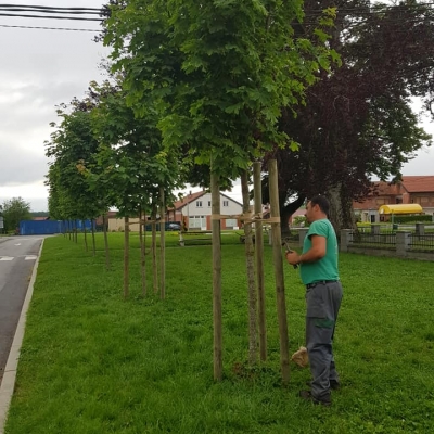Sidrenje mladih drvorednih stabala cijena, Hrvatska