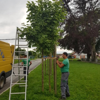 Sidrenje mladih drvorednih stabala cijena, Hrvatska