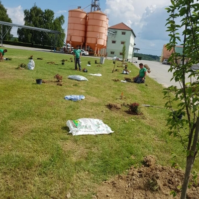 Sadnja grmova i velikih stabala prema idejnom rješenju dizajna cijena, Hrvatska