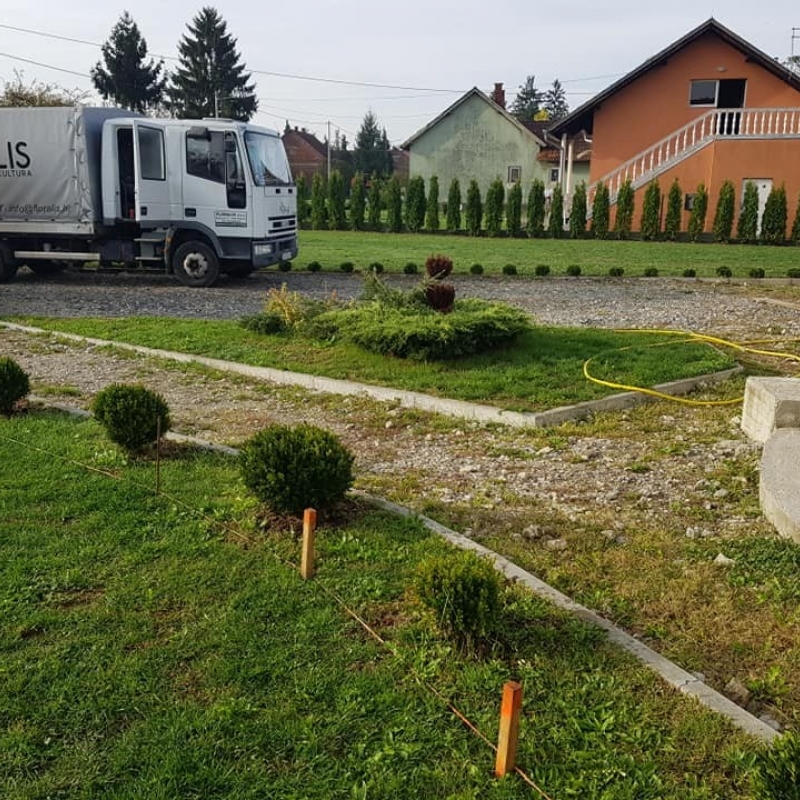 Sadnja žive ograde od lovorvišnji i tuja