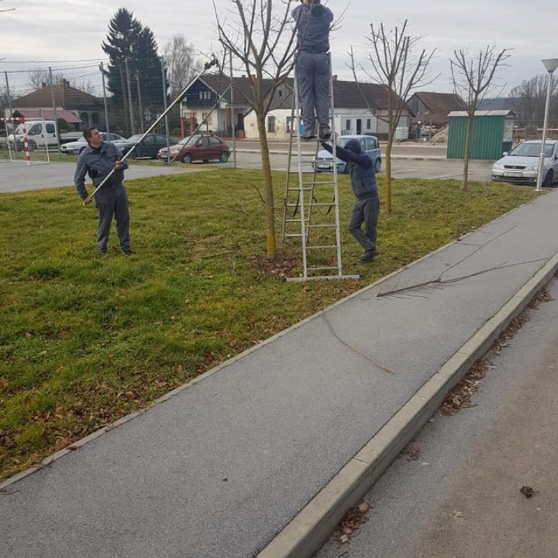 Orezivanje mladih drvorednih stabala i formiranje krošnji