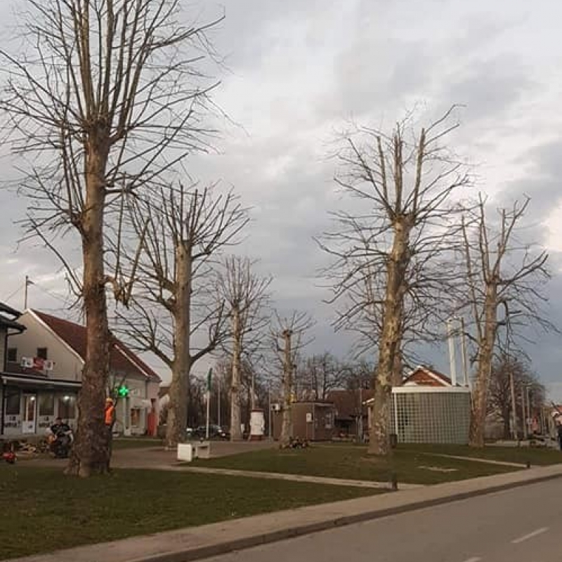 Orezivanje stabala platana u centru Dubrave