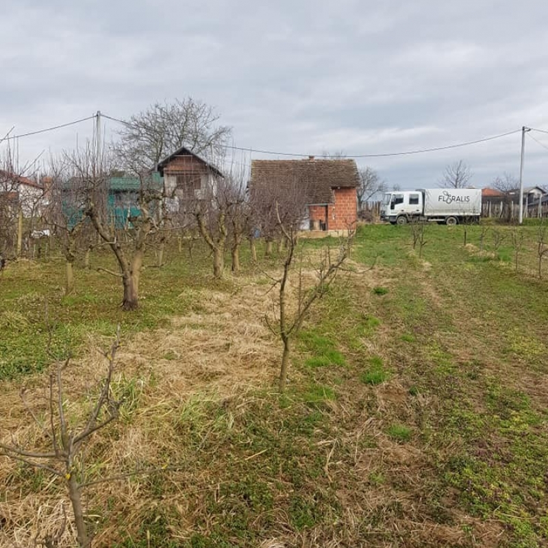 Orezivanje voćaka, idealno vrijeme za navedene radove