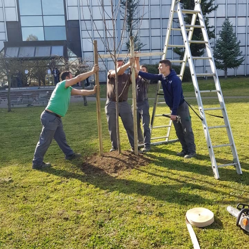 Radovi sadnje i stabilizacije novih stabala
