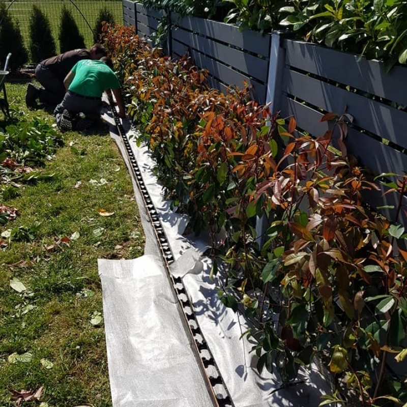 Sadnja žive ograde Photinia Red Robin