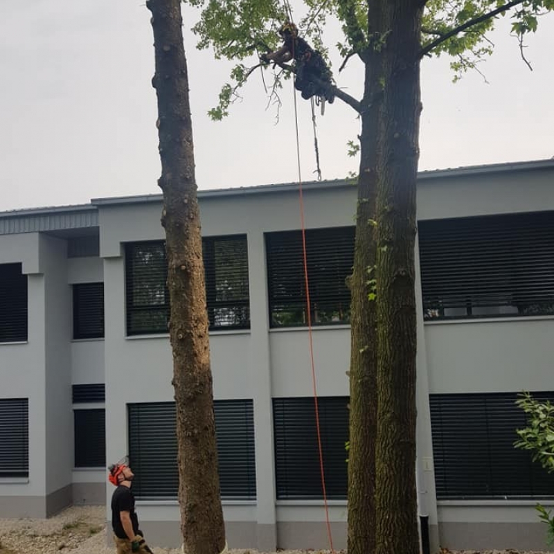 Uklanjanje opasnih stabala oko škole