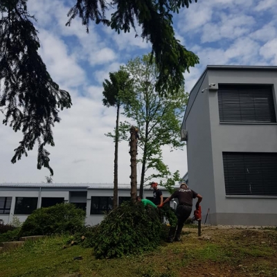 Uklanjanje opasnih stabala oko škole cijena, Hrvatska