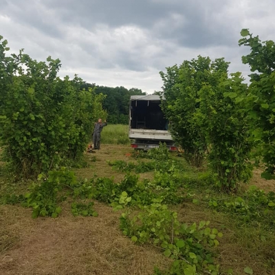 Revitalizacija i čišćenje nekoliko godina zapuštenog nasada lješnjaka i starih voćki cijena, Hrvatska