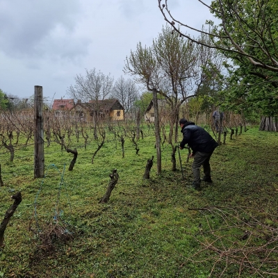 Čišćenje i uklanjanje vinograda cijena, Hrvatska