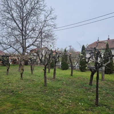 Sezona orezivanja voćaka cijena, Hrvatska