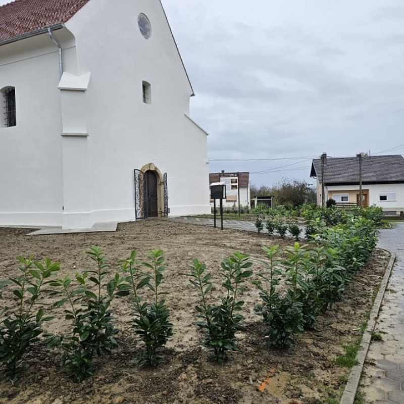 Sadnja žive ograde - lovorvišnje oko obnovljene crkve u Dubravi