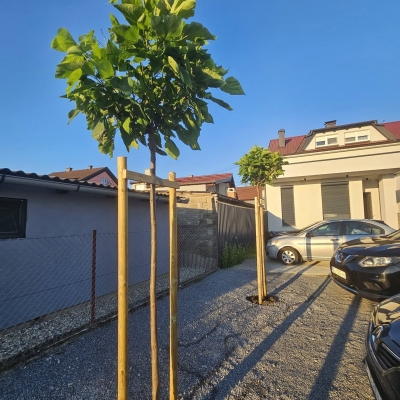 Uređenje okoliša i povišena gredica, sadnja biljaka i stabala, nabava žardinjera i sadnja trajnica cijena, Hrvatska
