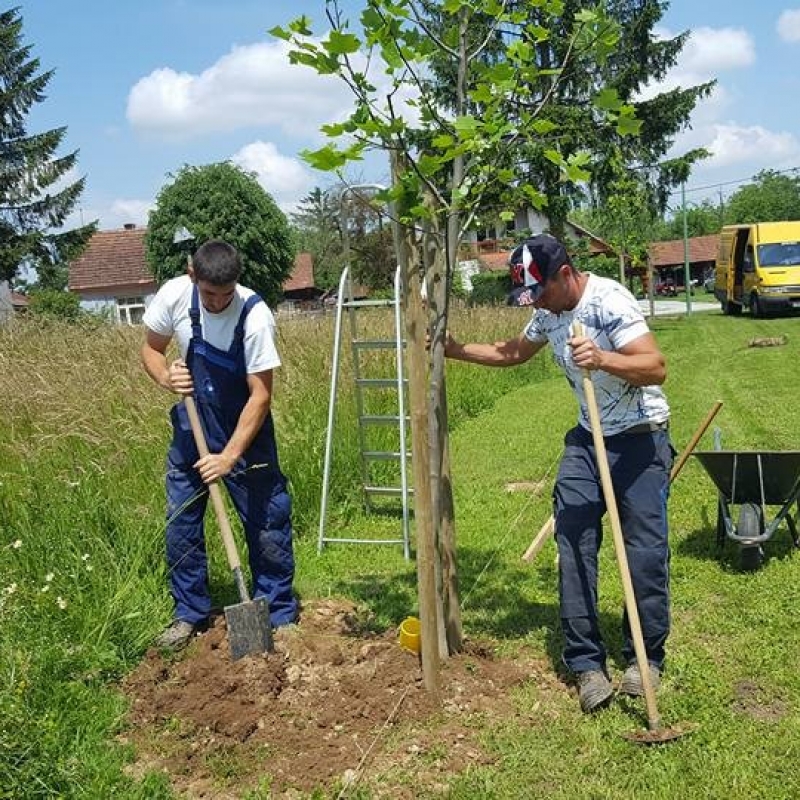 Sadnja novih stabala i postavljanje navodnjavanja u središnji park u Novoj Kapeli